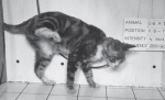 This is from an  experiment done in the early 1950s, where a cat was made to lift its hind leg in response to brain stimulation.